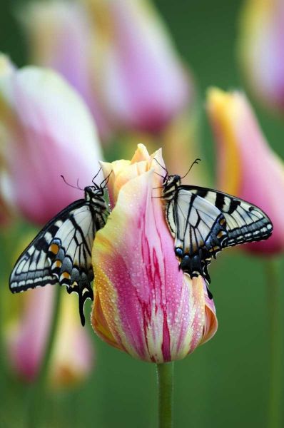 Swallowtail Butterflies on Tulip in the Morning